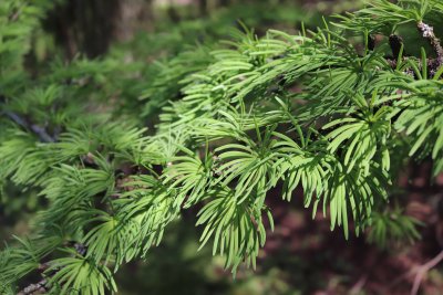 Pseudolarix amabilis - pamodřín líbezný - jehlice
